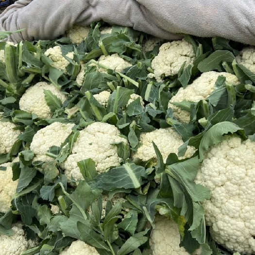 邯郸邯郸白花菜花  精品散花￼￼价格美丽基地直销大量供应现货￼￼