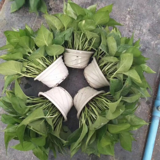 广州广州基地绿萝直销，质量保证，价格美丽