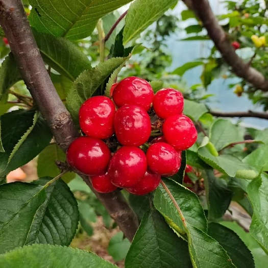 绛县红灯樱桃  山西绛县樱桃红灯