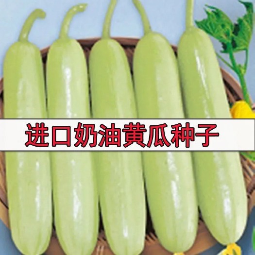 邵东市荷兰奶油白黄瓜种子青瓜脆瓜月脂高产抗病大田农家蔬菜四季播