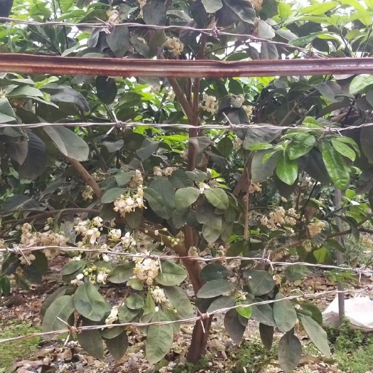 南宁泰国红宝石柚苗  出售泰国红宝石青柚