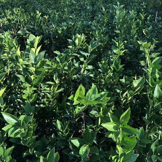 闽侯县纽荷尔脐橙苗  大量52号脐橙苗出售，福建闽侯白沙脐橙。