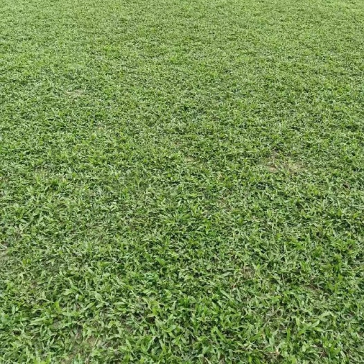 博罗县 大叶油草出售