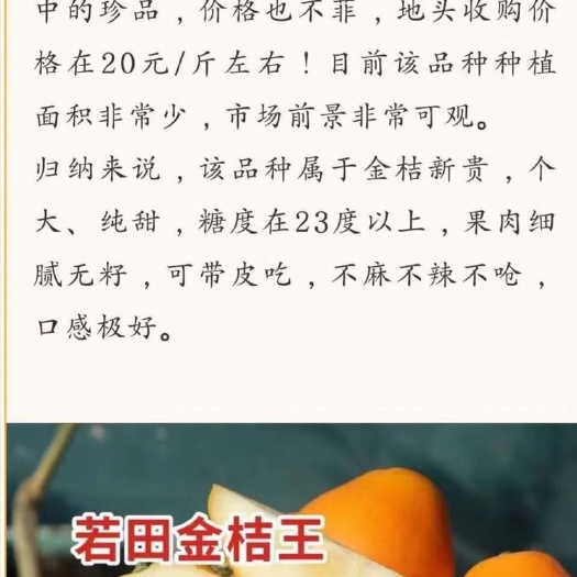 南宁脆皮金桔苗 出售金桔王苗