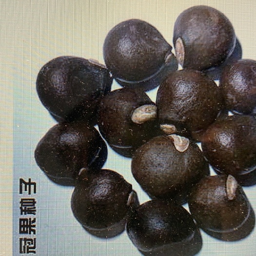 郑州 200斤高质量文冠果出售