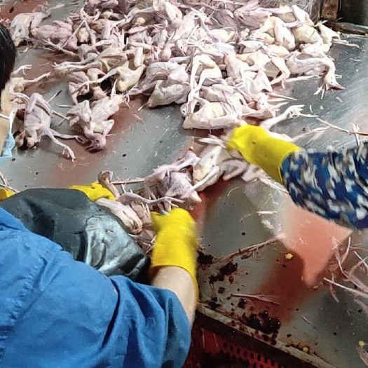 广州 新鲜乳鸽批发