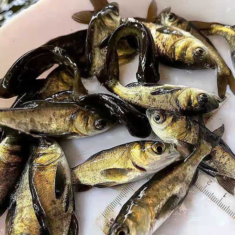 鰱魚苗 大頭魚苗