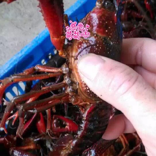 洪湖市湖北洪湖市小龙虾鲜活中青大青456-789两虾餐饮批发商直供