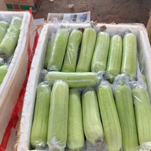 徐闻县肉丝瓜，量大，质优。