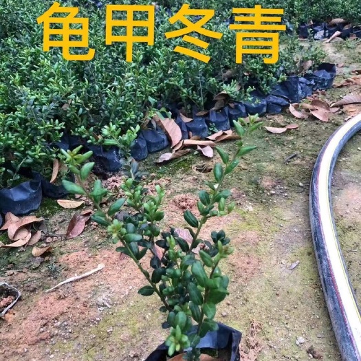 漳浦县龟甲冬青