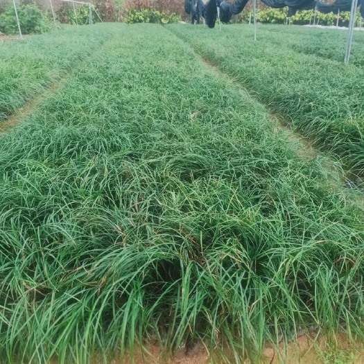 漳浦县麦冬草  麦冬