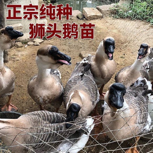 海丰县狮头鹅￼