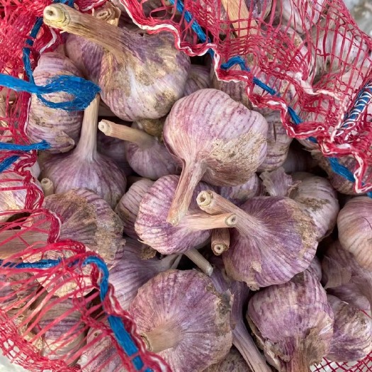 红皮蒜金乡紫皮杂交大蒜精品太空发市场蒜米料电商平台产地