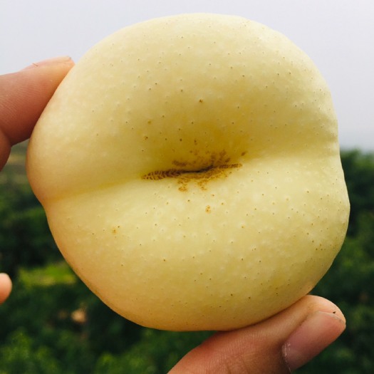 蒙阴县山东蒙阴奶油蟠桃白油蟠桃现摘现发包邮