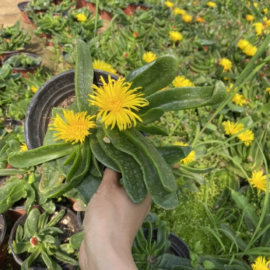 青州市佛手盆栽  佛手托金，牛舌花，金佛手，佛手掌，宝绿花，舌叶花，佛手托金花