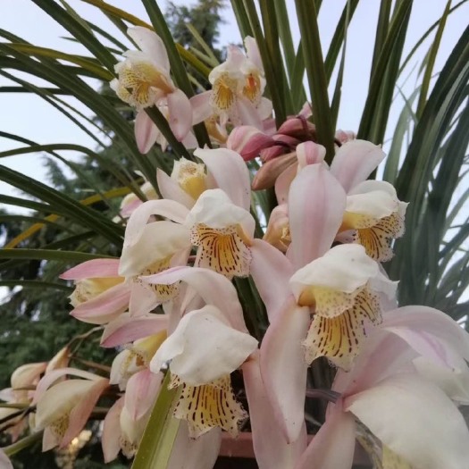 昌宁县虎头兰 兰花红柱兰