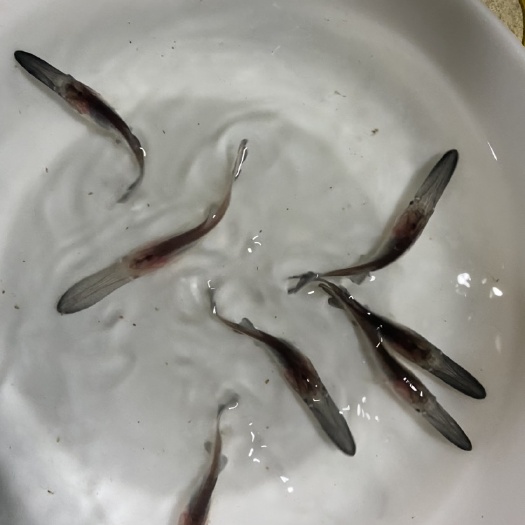 广州鸭嘴鱼苗，扁嘴鱼苗，支持空运，客运，快递，送货上门