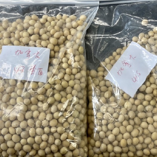 天津黄大豆 大豆蛋白41以上和43以上