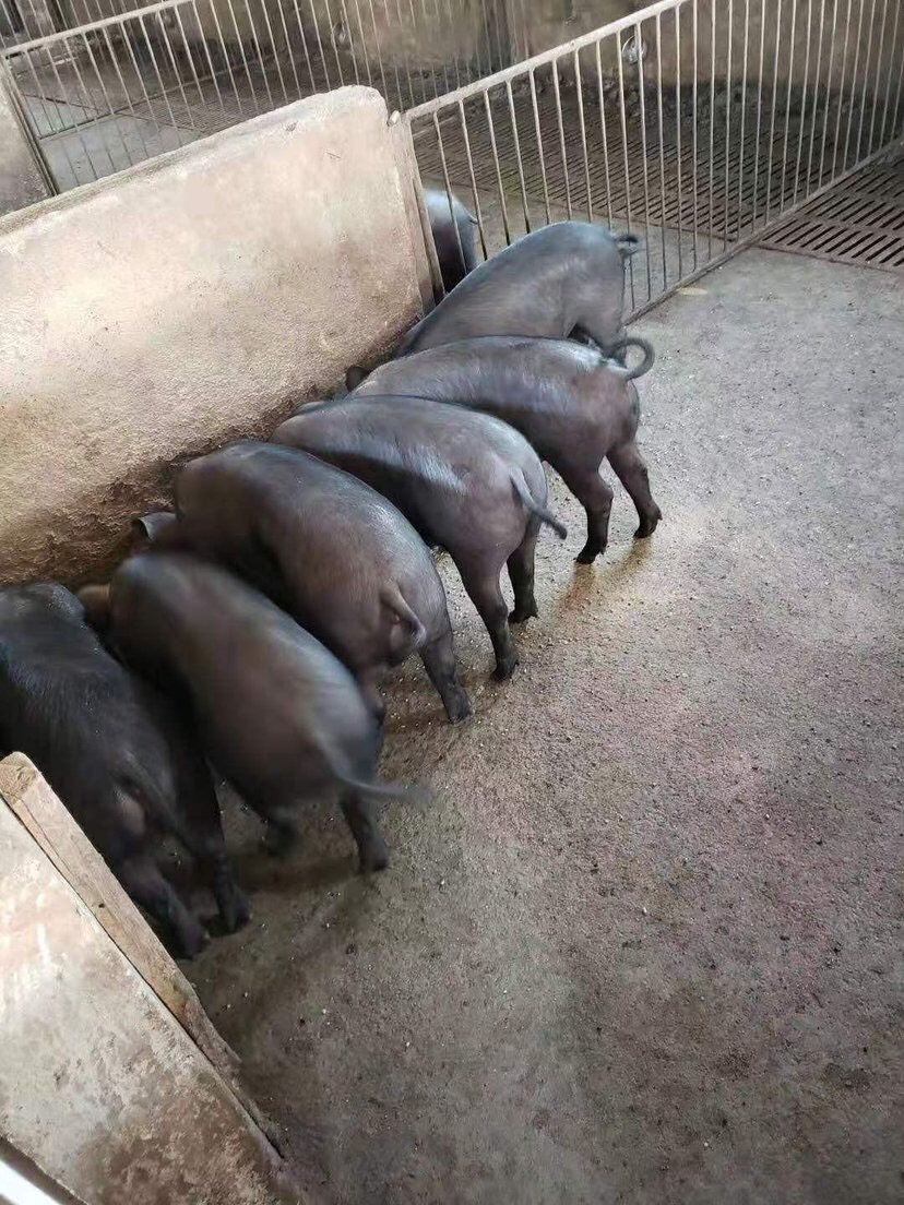  江西黑猪苗价格全国免费送货欢迎新老客户前来考察选购