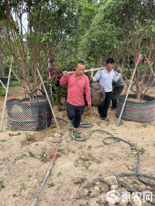 嘉宝果苗  嘉宝果树，