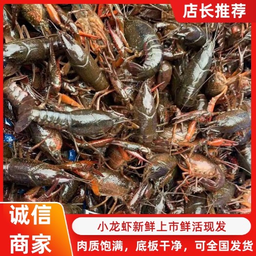 洪湖市小龙虾  7-9