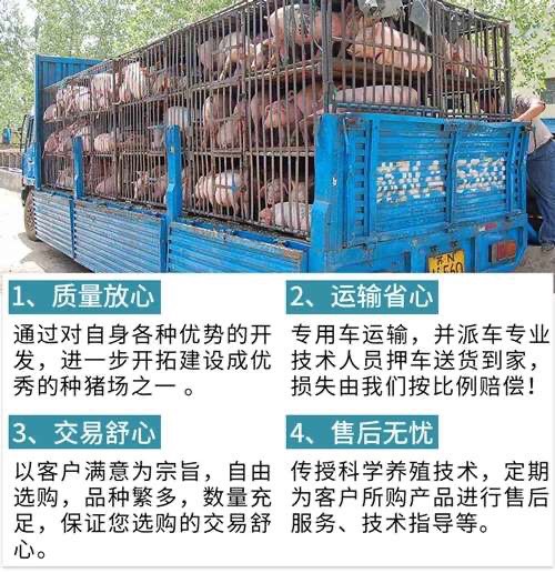  江西黑猪苗价格全国免费送货欢迎新老客户前来考察选购
