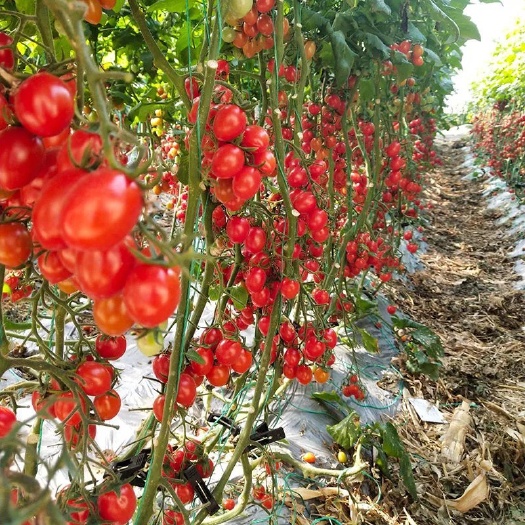 平度市釜山88圣女果  【青岛平度玲珑小番茄，她不一样】目前市场上常见的玲珑小番