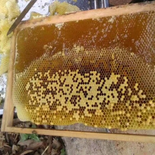 土蜂蜜  中蜂蜂蜜，！