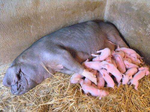  江西黑猪苗价格全国免费送货欢迎新老客户前来考察选购