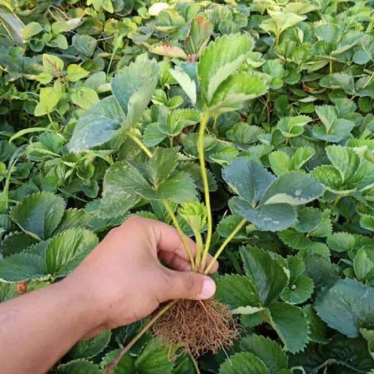平邑县红颜草莓苗  草莓苗基地直销质量保证量大优惠