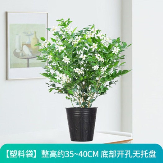 沭阳县 九里香盆栽浓香四季绿植盆栽七里香清香木苗开花香气袭人驱蚊植物