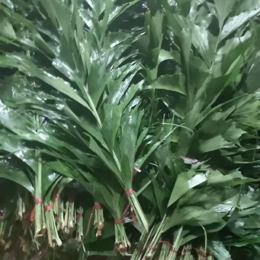 海口海南富贵竹鲜花切叶
