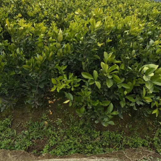 枝江市纽荷尔脐橙苗