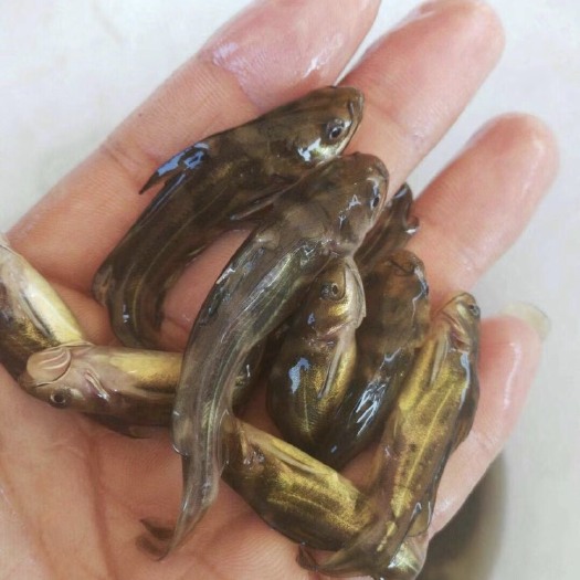 博罗县黄颡鱼苗  杂交黄骨鱼、黄颡鱼