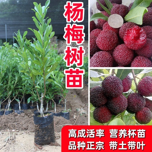 灵山县杨梅树 正宗东魁杨梅树苗 带土带叶发货 四季种植