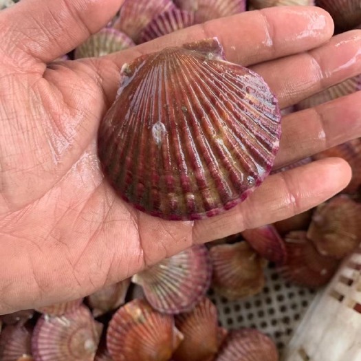 连云港黄金贝 刺贝 小红贝扇贝