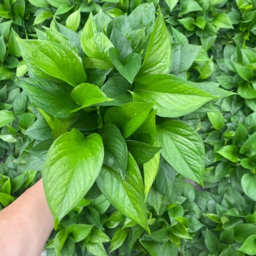 广州绿萝  广州基地直销，质量保证，价格美丽，需要的老板联系