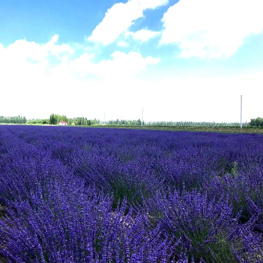 昆明甜薰衣草  万花礼物伊犁薰衣草英国兰花束 客厅装饰干花
