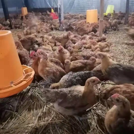 重庆市土鸡苗 脱温鸡苗，中鸡