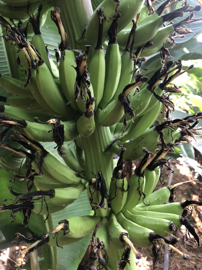 香蕉 海南热带水果,皇帝蕉,皮薄肉大,营养丰富