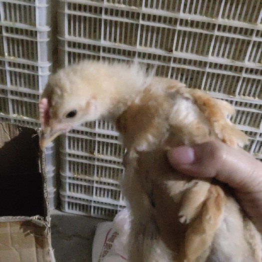 澧县鸡苗脱温鸡苗统货