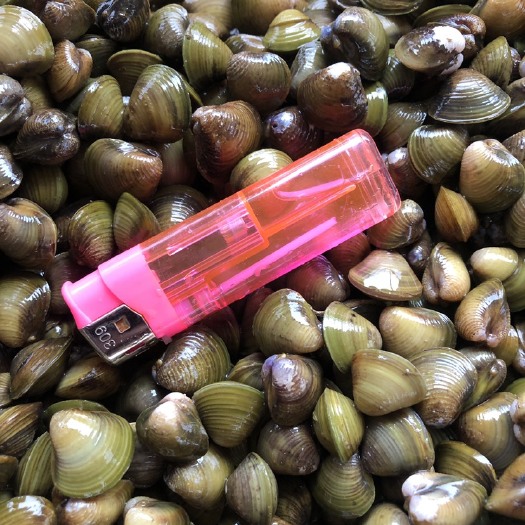 阳江批发黄沙蚬（中蚬）二蚬！
