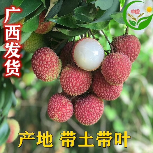 灵山县荔枝苗 妃子笑荔枝苗 A4无核荔枝苗 桂味荔枝苗 嫁接苗