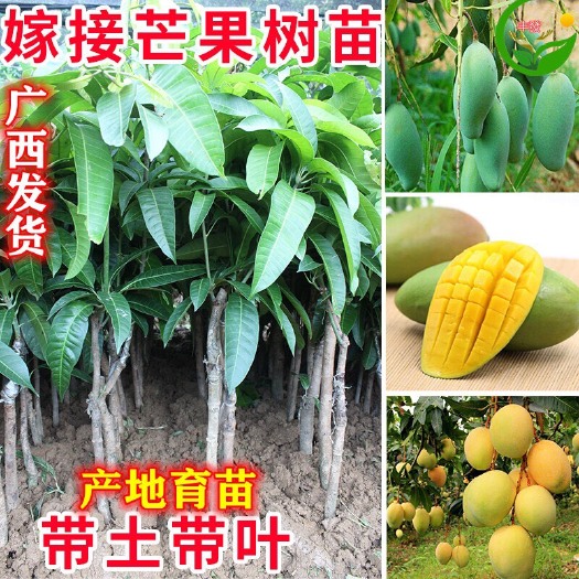 灵山县贵妃芒果苗  红贵妃芒 金煌芒 四季芒 桂七芒果苗带土带叶发货拒绝假货