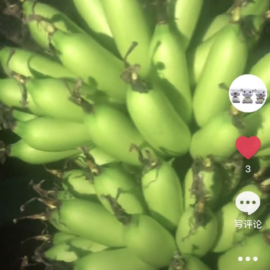 香蕉  海南热带水果，皇帝蕉，皮薄肉大，营养丰富