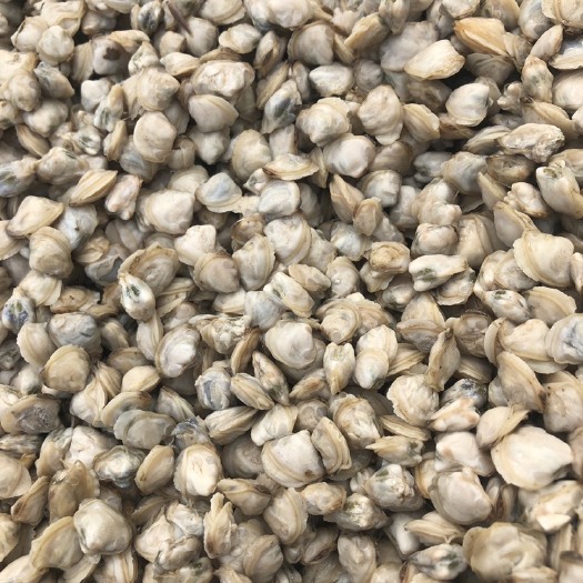 阳江黄沙蚬（蚬肉）