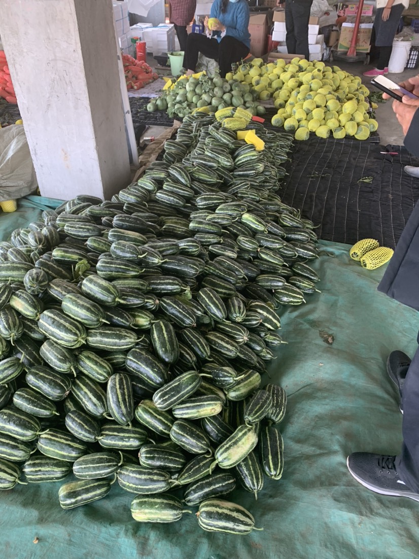 博洋甜瓜 博洋9大量上货 量大价优