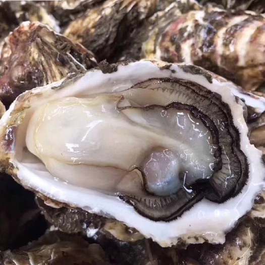 三倍体生蚝  生蚝鲜活带壳烧烤生蚝牡蛎生蚝代加工半壳生蚝