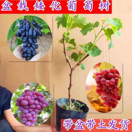 平邑县 葡萄树苗蓝宝石葡萄苗当年结果树苗南方北方种植地栽盆栽爬藤树苗