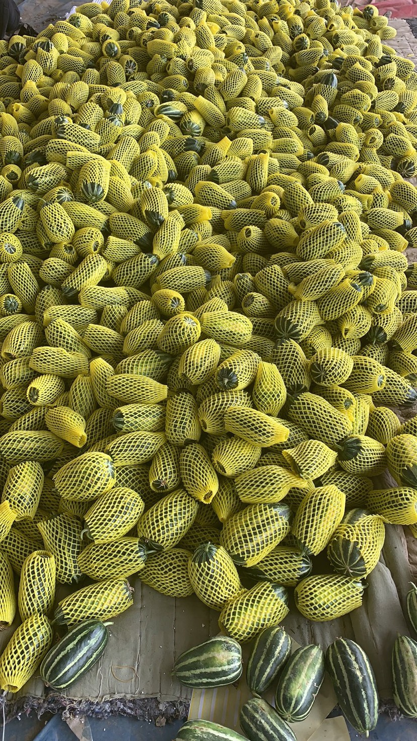 博洋甜瓜 博洋9大量上货 量大价优